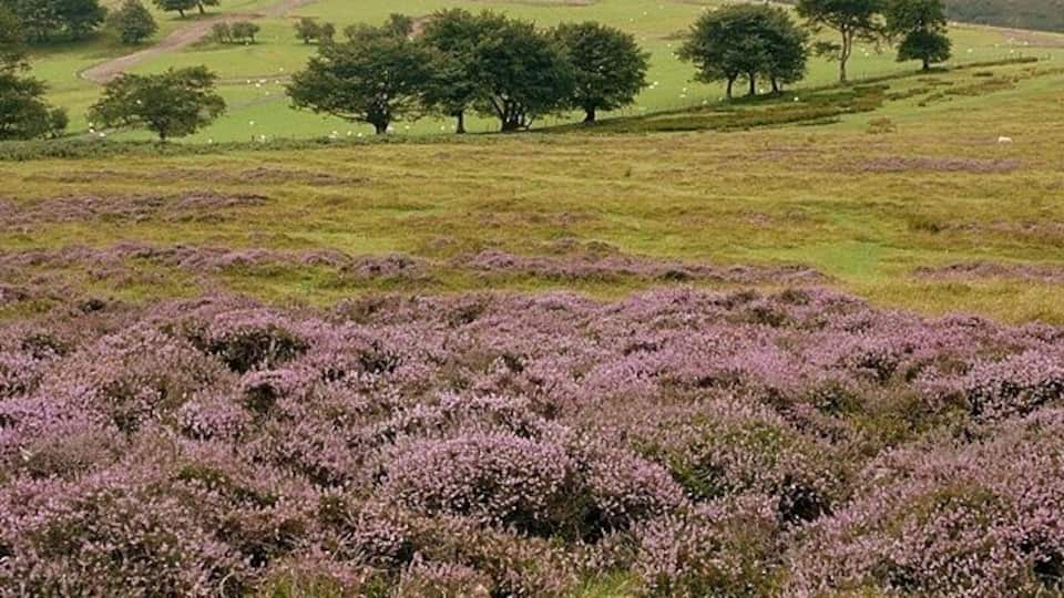 Across Cruglwyn View from the Man-moel Road looking west across the Cruglwyn plateau.