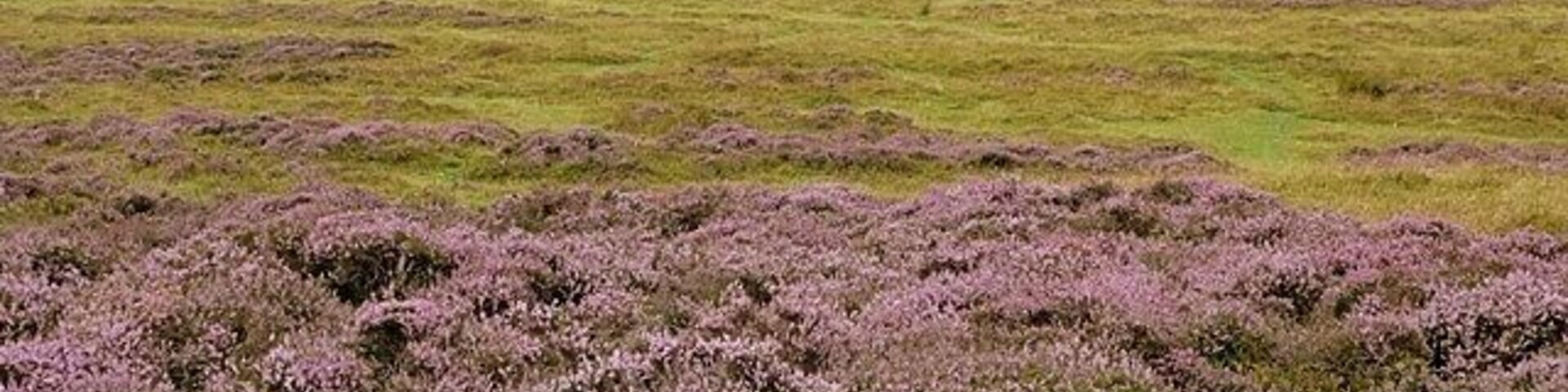 Across Cruglwyn View from the Man-moel Road looking west across the Cruglwyn plateau.