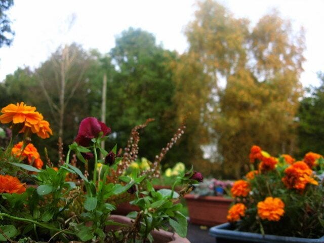 Tea Room Flowers Flowers displayed on the 'prow' of the Marina Tea Room at Pontymoel.