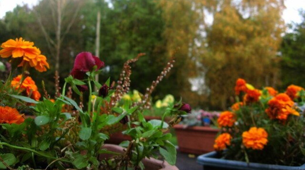 Tea Room Flowers Flowers displayed on the 'prow' of the Marina Tea Room at Pontymoel.