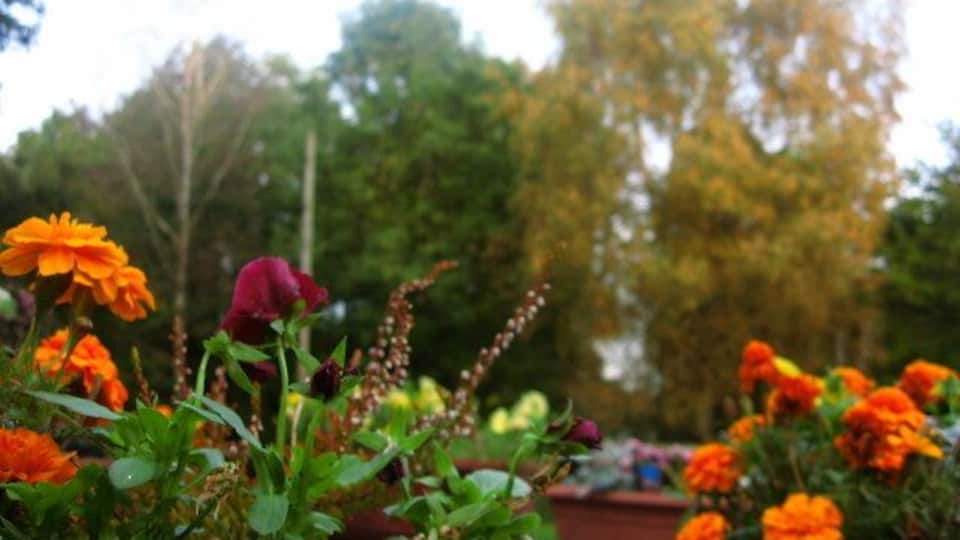 Ein Garten mit orangefarbenen und violetten Blüten, Bäumen und einem blauen Blumentopf.