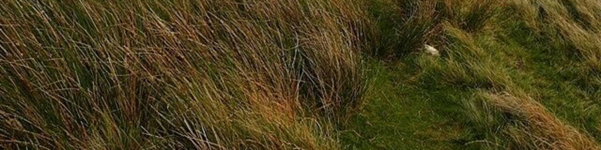 Descent to Cwmdare A reasonably clear moorland track heads east along the flat eastern flank of Mynydd Cefn-y-gyngon, heading for Cwmdare.