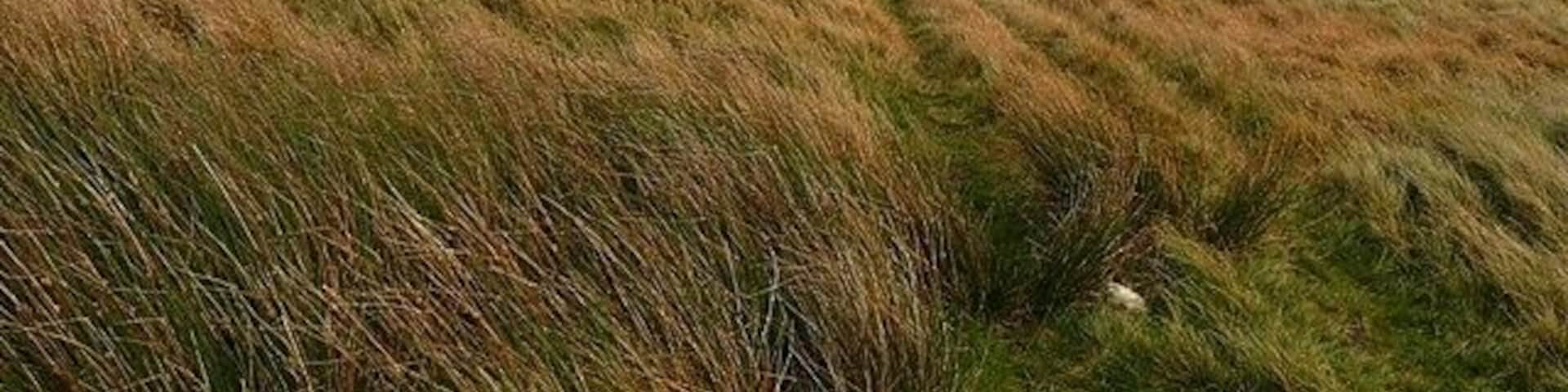 Descent to Cwmdare A reasonably clear moorland track heads east along the flat eastern flank of Mynydd Cefn-y-gyngon, heading for Cwmdare.