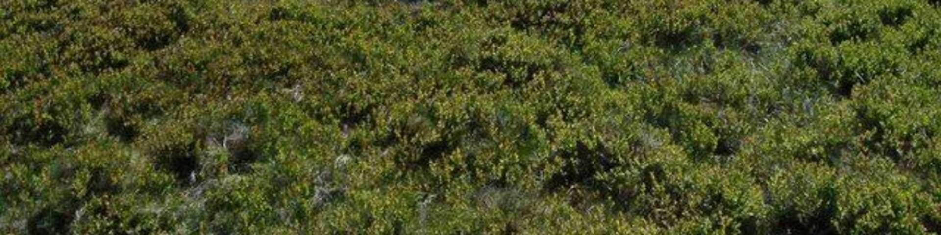 Cairn on Mynydd Maen