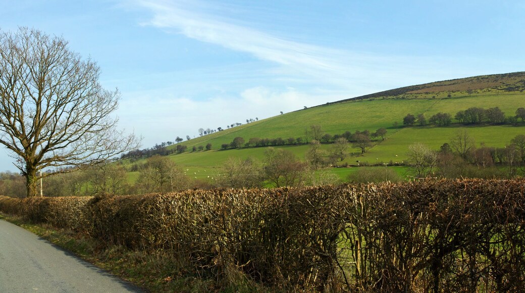A rural road flanked by hedgerows and fields, leading towards a hill with scattered trees.