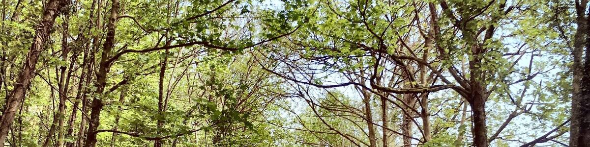 Driving through the Gower Peninsula #SpringFun #idyllic