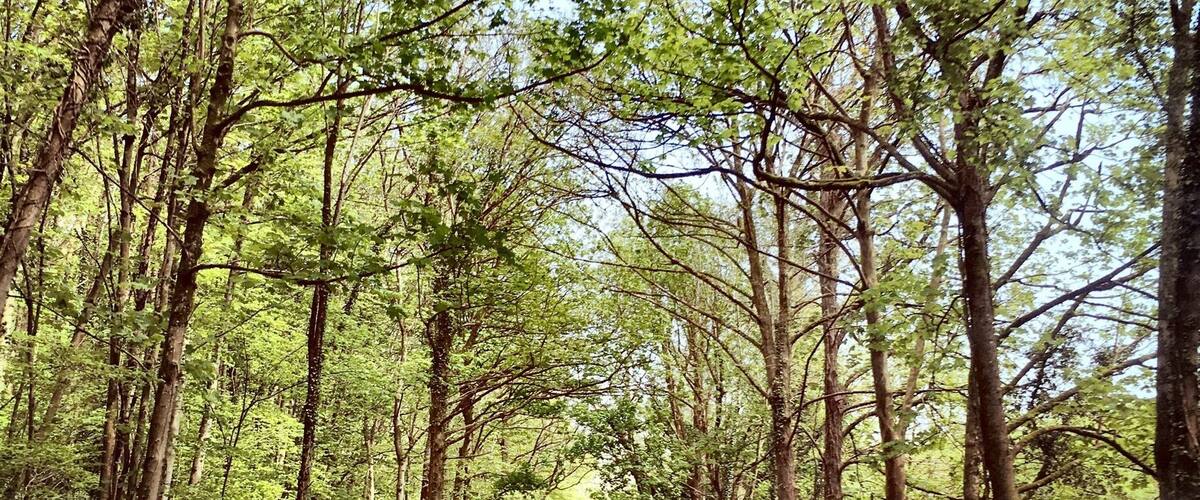 Driving through the Gower Peninsula #SpringFun #idyllic