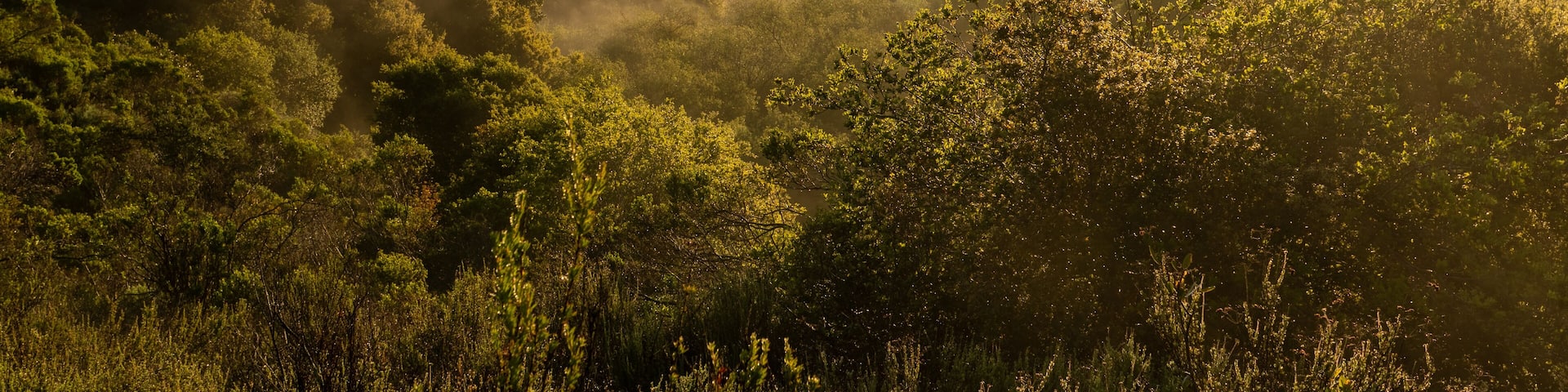 Oak and bay tree line the hillside glittering in the early morning sun under clear blue sky and the valley is filled with low hanging fog, #1
