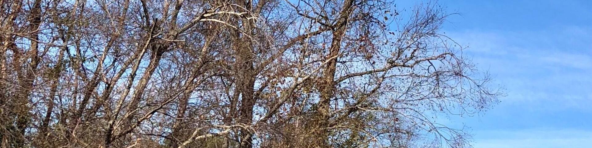 #kayak spot About a half a mile from the boat launch which is just in front of the distillery. These are all the osprey nest’s that were vacant for the winter