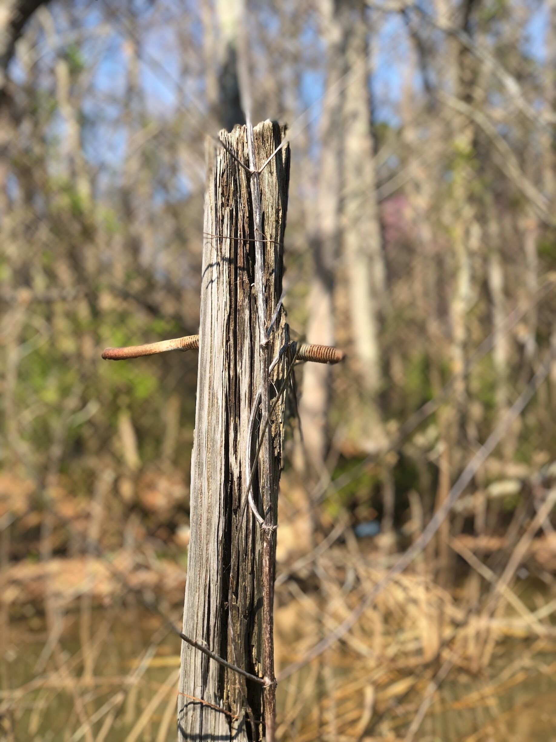 Just a piece of wood sticking out of the water in this awesome kayaking place 