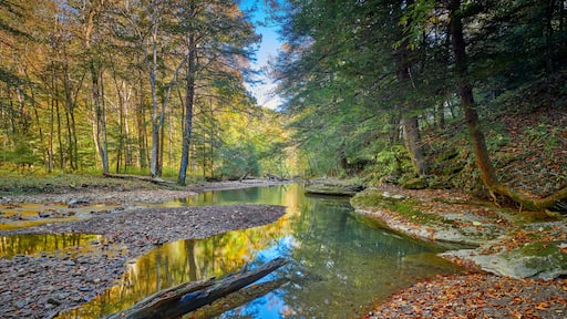 View of War Creek next to Turkey Foot Campground in the Daniel Boone National Forest near McKee, KY.