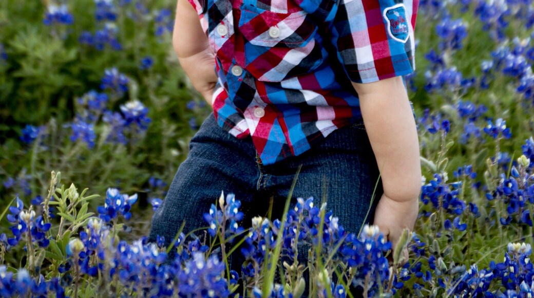 Adorable little boy in a field of bluebonnets in Central Texas