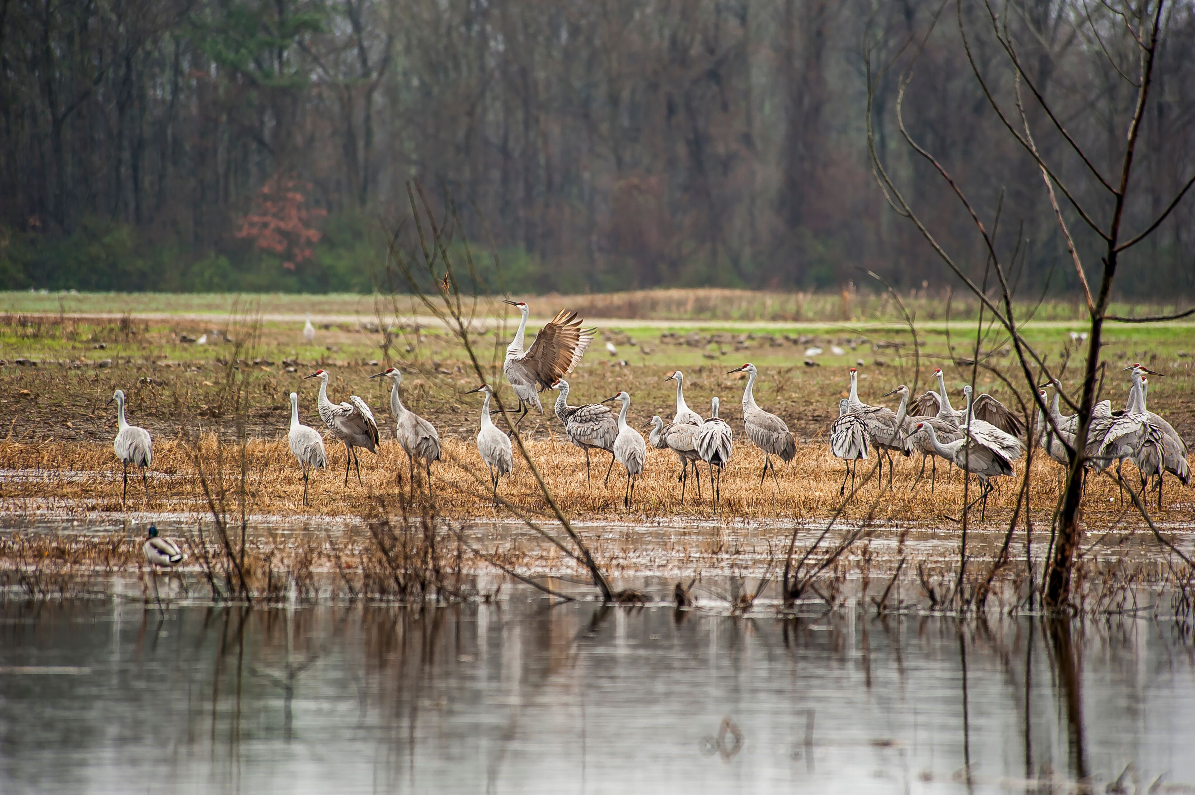 Sandhill Cranes at the Wheeler National Wildlife Refuge, Decatur, AL