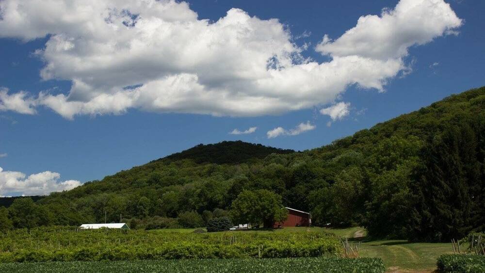 A vineyard with a red barn, a white building, and a forested hill under a partly cloudy sky.
