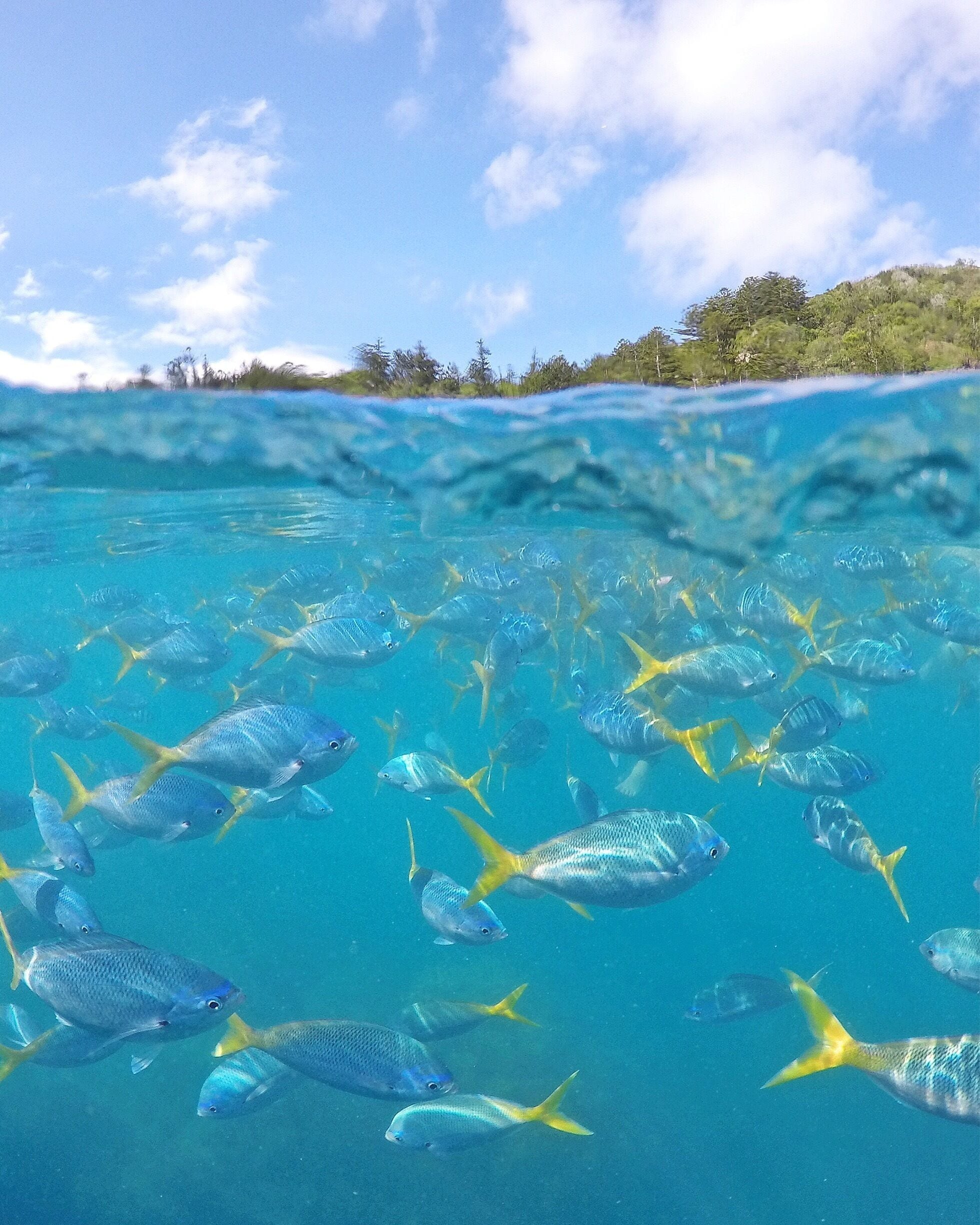 An underwater paradise with fish as far as you can see in the Whitsundays! 🐟🌴😀
#GoProANZ #knektaus #lovewhitsundays #thisisqueensland #seeaustralia #lovethereef

