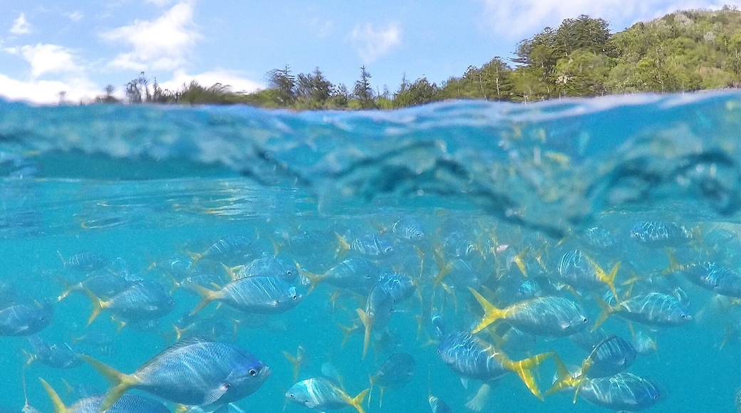 An underwater paradise with fish as far as you can see in the Whitsundays! 🐟🌴😀
#GoProANZ #knektaus #lovewhitsundays #thisisqueensland #seeaustralia #lovethereef