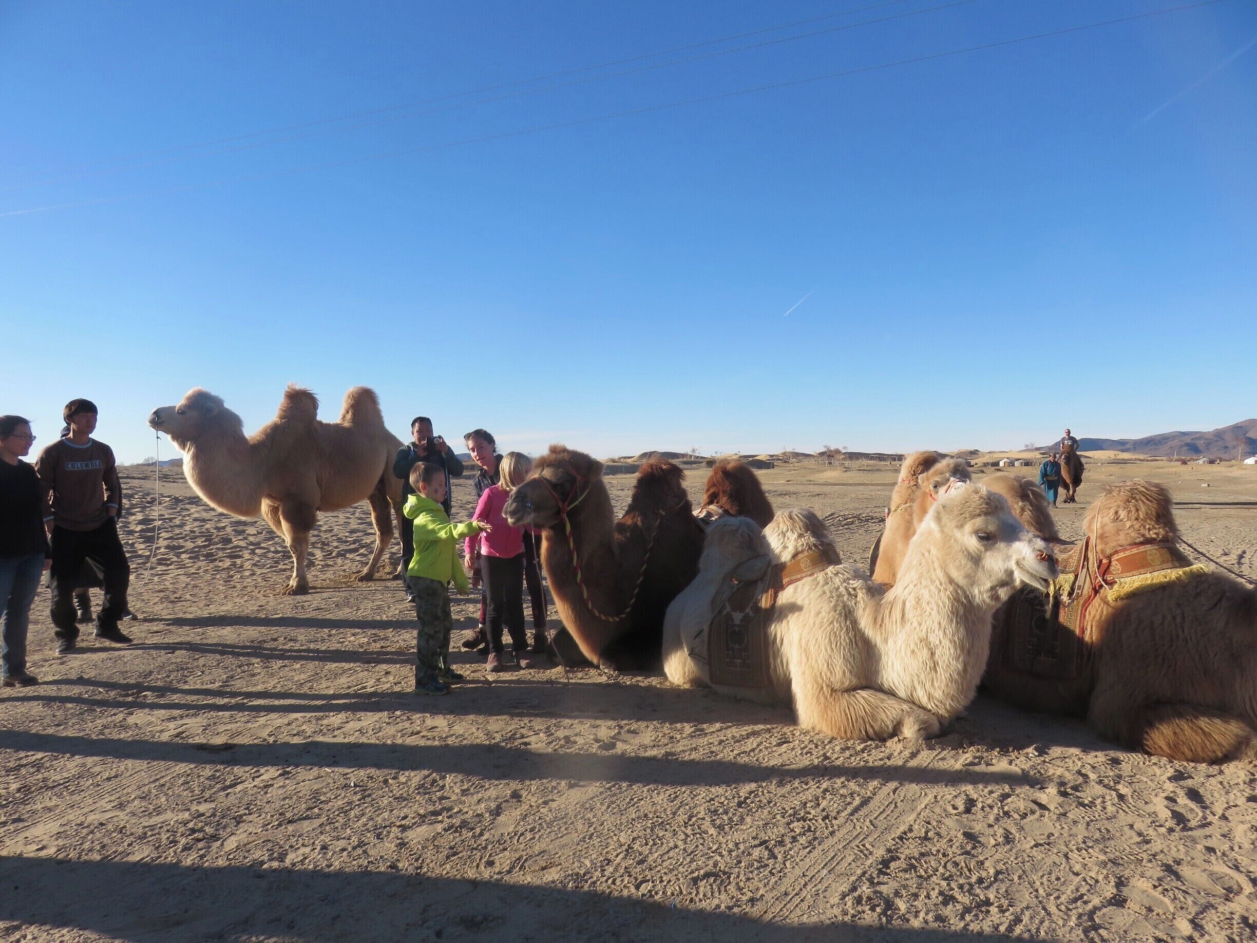 There is an area of sand dunes not far from the old capital of Kharkhorum where you can ride bactrian camels. These ones were very well kept.