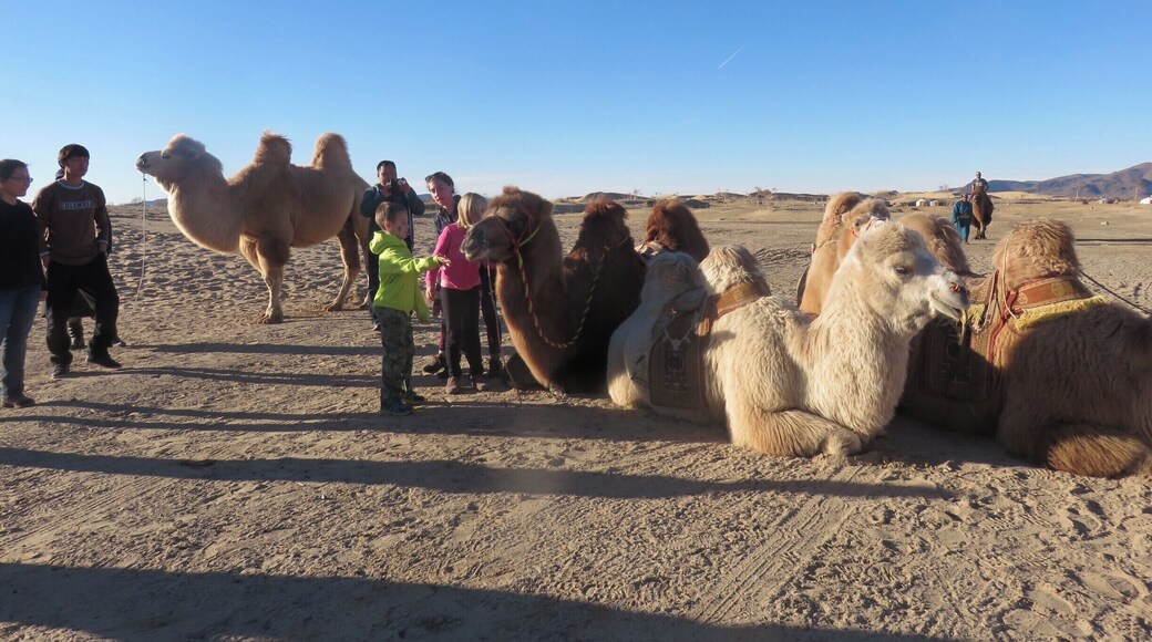There is an area of sand dunes not far from the old capital of Kharkhorum where you can ride bactrian camels. These ones were very well kept.