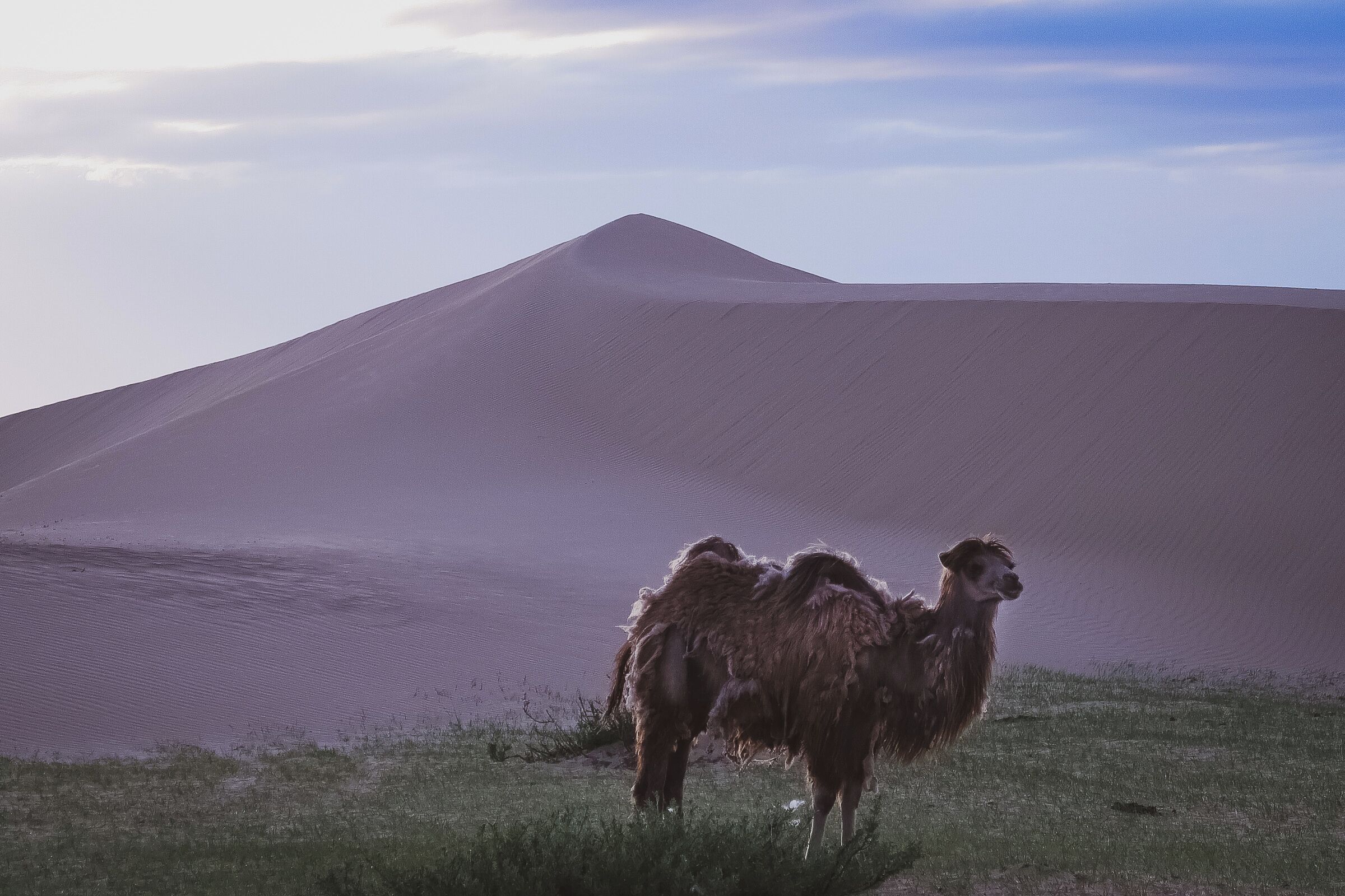 A lone Bactrian camel wandering the sand dunes.

Mongolia is home to the world's largest population of these two-humped camels, however, most are domesticated nowadays. Only 800 wild camels remain - largely in the harsh, foreboding lands of the Gobi Desert - with other populations in China bringing that number to roughly 1,400 camels worldwide.

The main threat facing this critically endangered species today is illegal hunting for meat.

#adventure #mongolia #camel #asia 