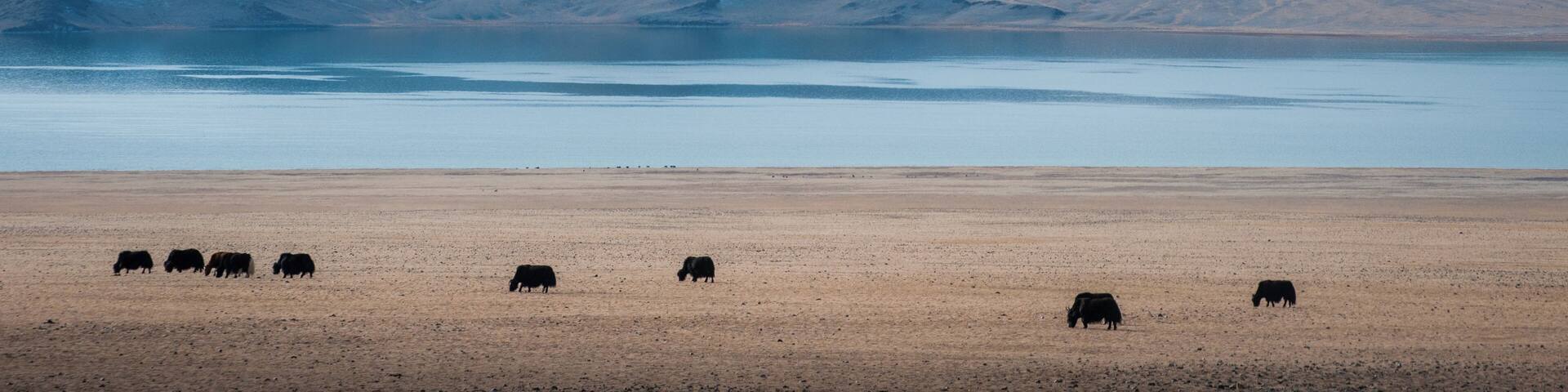 Yaks and Tolbo Lake, in the morning light
#waterlust #GreatOutdoors