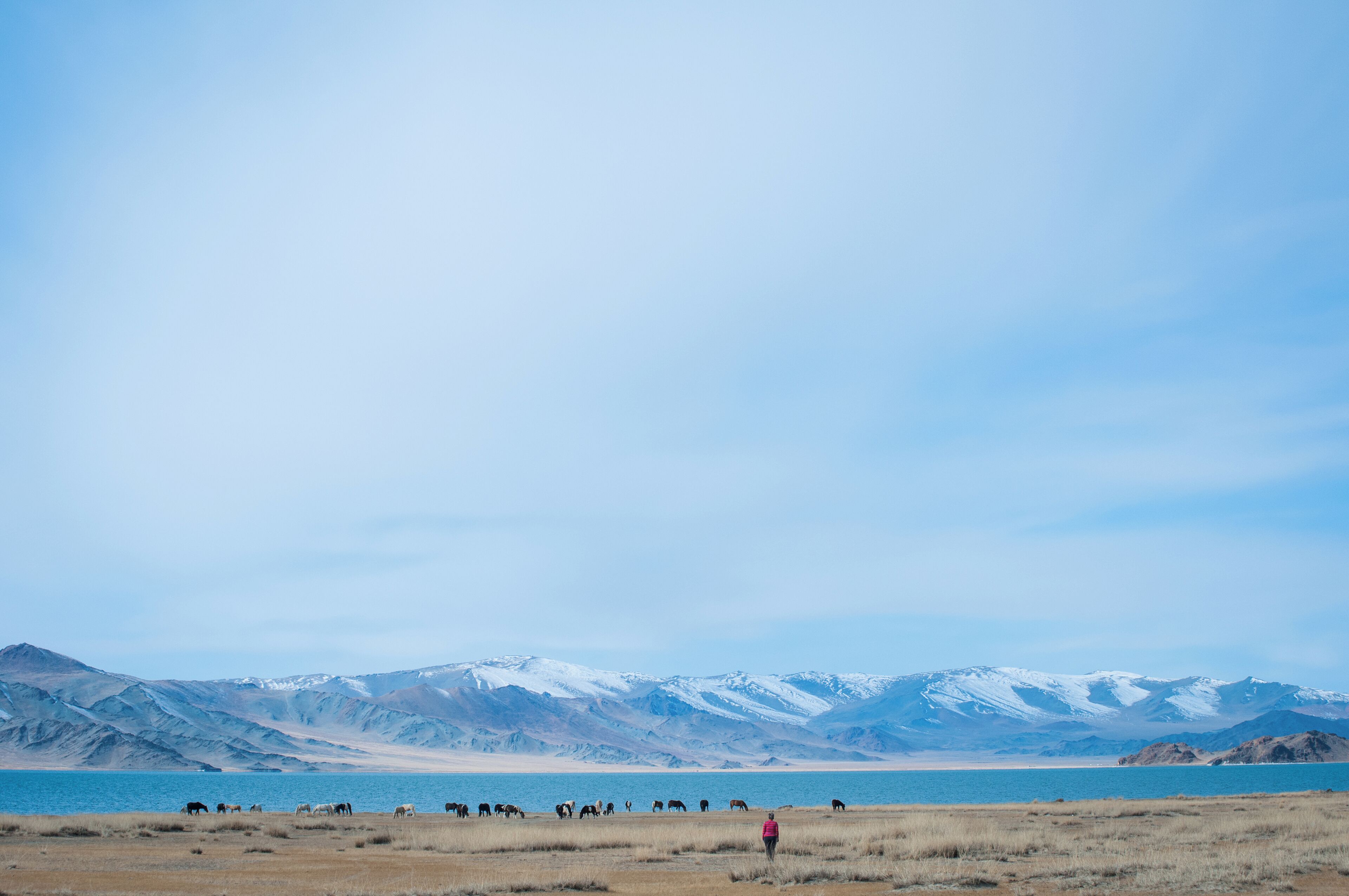 Morning over Tolbo Lake and some not very fearful Mongolian horses. 
#waterlust #blue