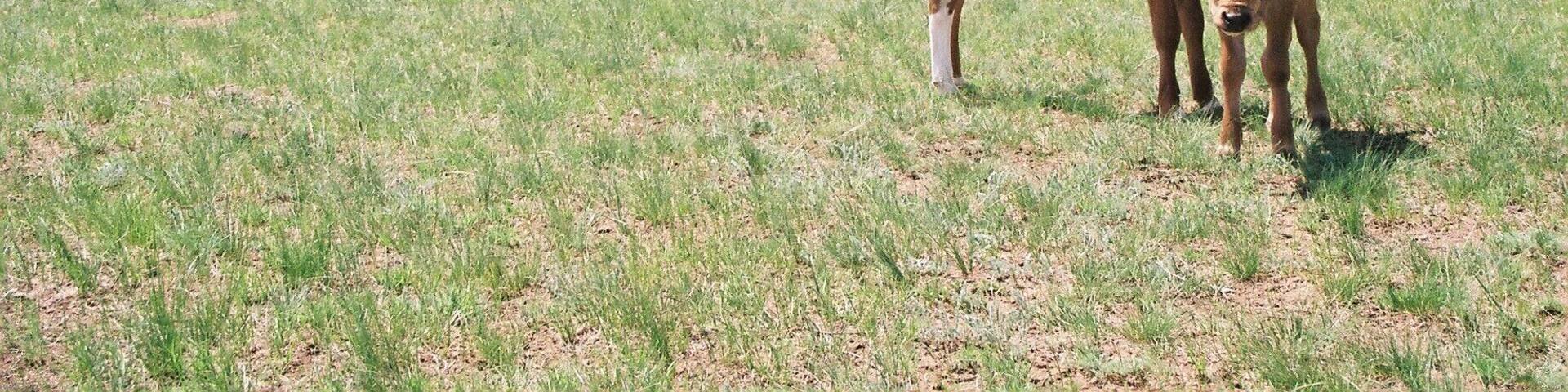 #LifeAtExpediaGroup You really know you are way out in the wild, when you have no idea where you are. After about 2 days driving across the steepe we found a ger and after some fermented horse milk back on our way.