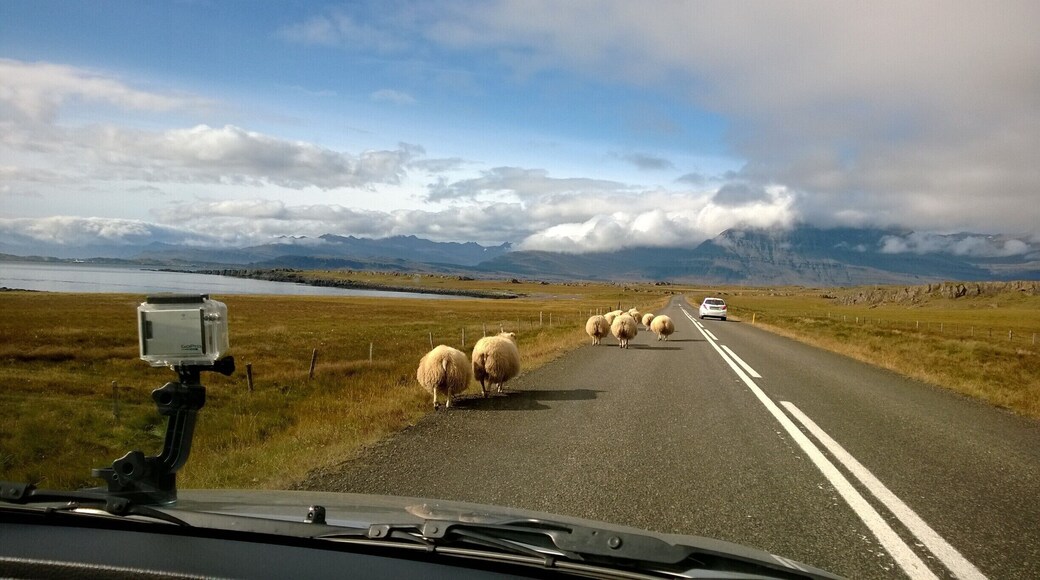 Icelandic traffic somewhere in the East Fjords.