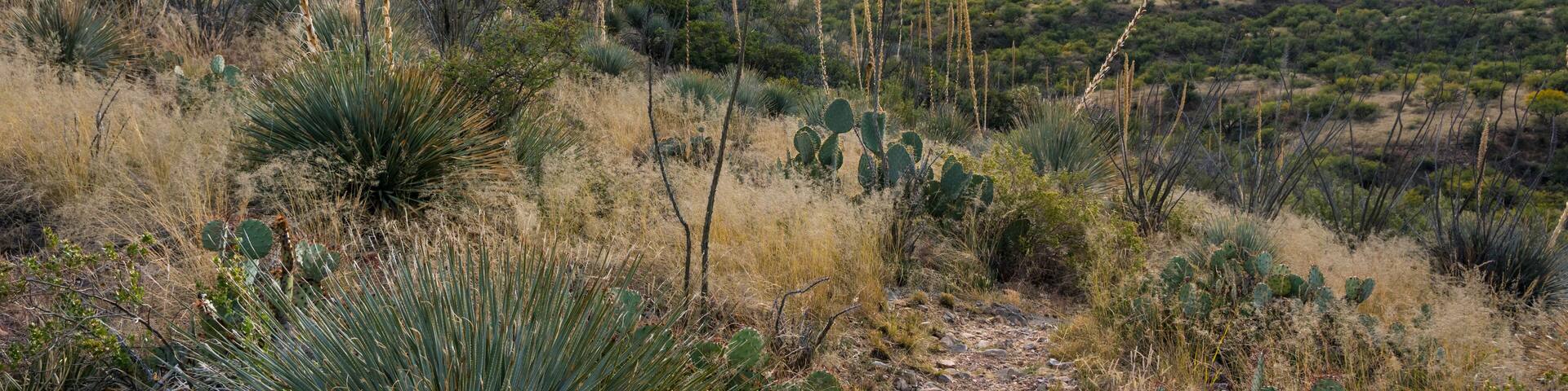 An overlooking view of Kartchner Caverns NP, Arizona