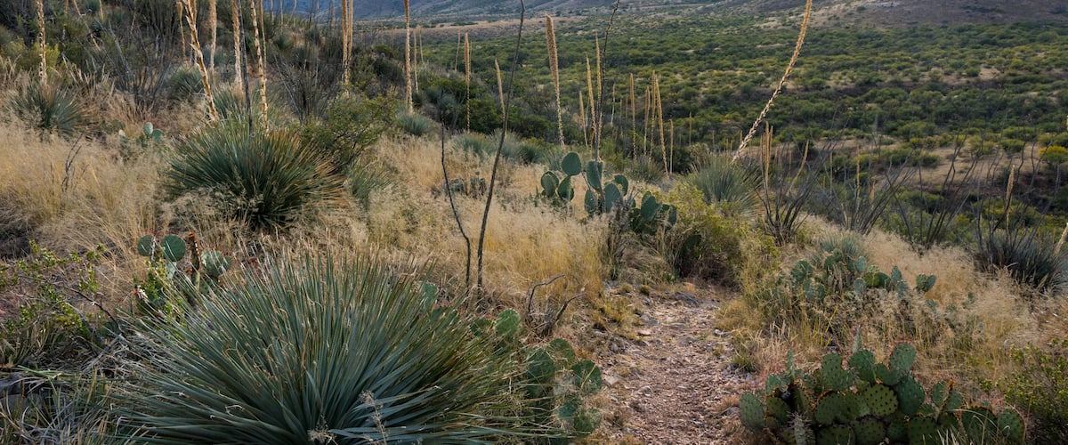 A desert landscape with yucca plants, cacti, and mountains in the background.