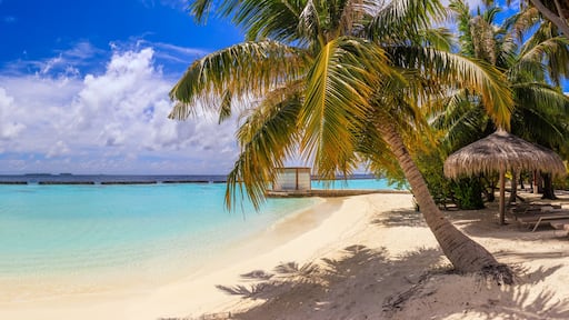 Beach panorama at Maldives with blue sky, palm trees and turquoise water