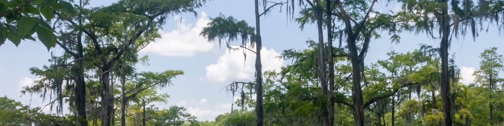 A swamp with tall trees and calm water reflecting the sky.