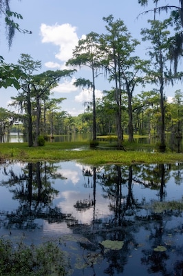 A swamp with tall trees and calm water reflecting the sky.