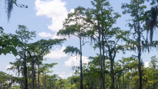 Cyprus swamp greenery blue sky trees with Spanish moss reflecting in black water Vertical Photo photographed Dillon County SC