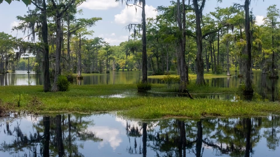 A swamp with tall trees and calm water reflecting the sky.