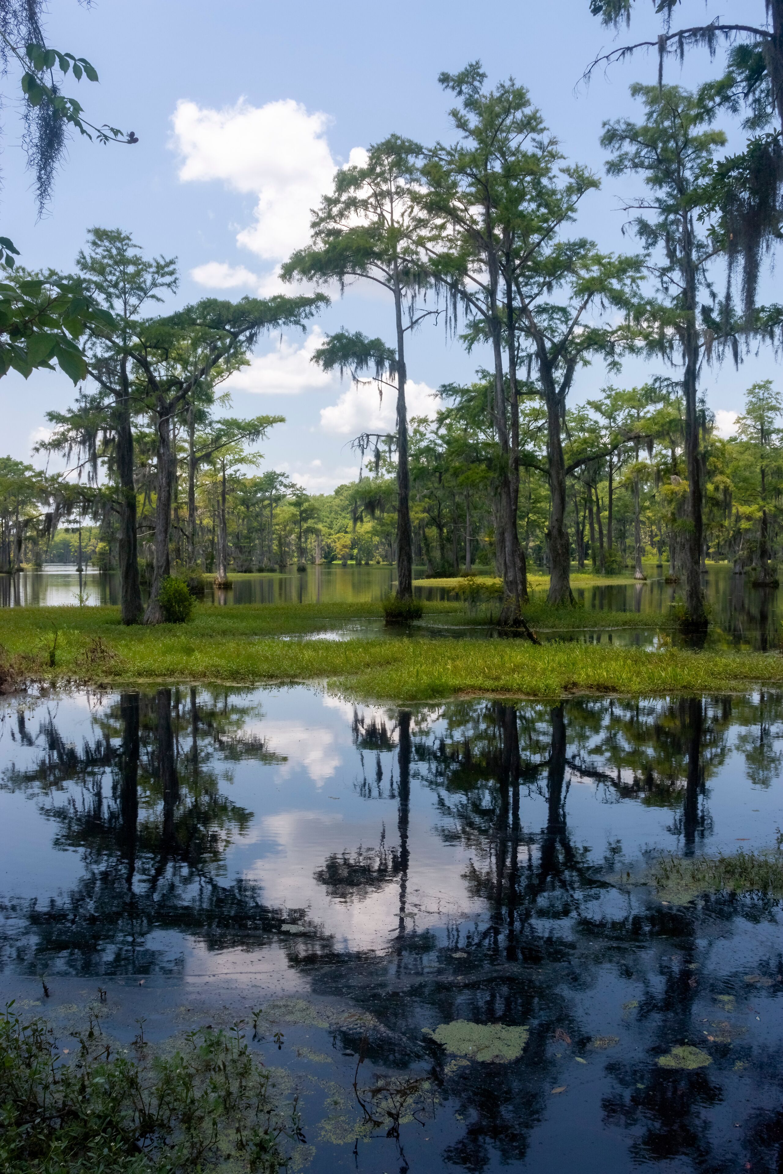 A swamp with tall trees and calm water reflecting the sky.