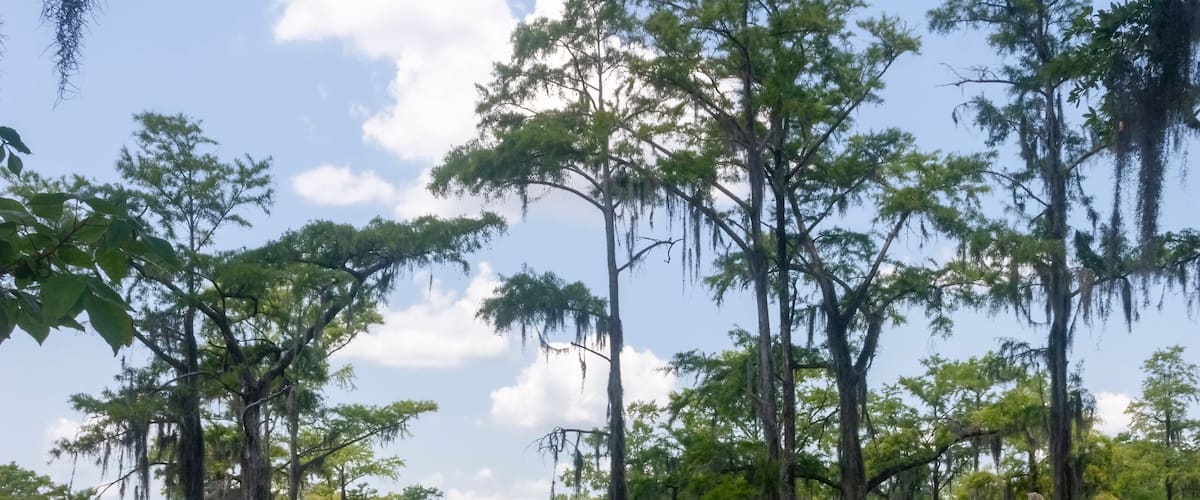 A swamp with tall trees and calm water reflecting the sky.