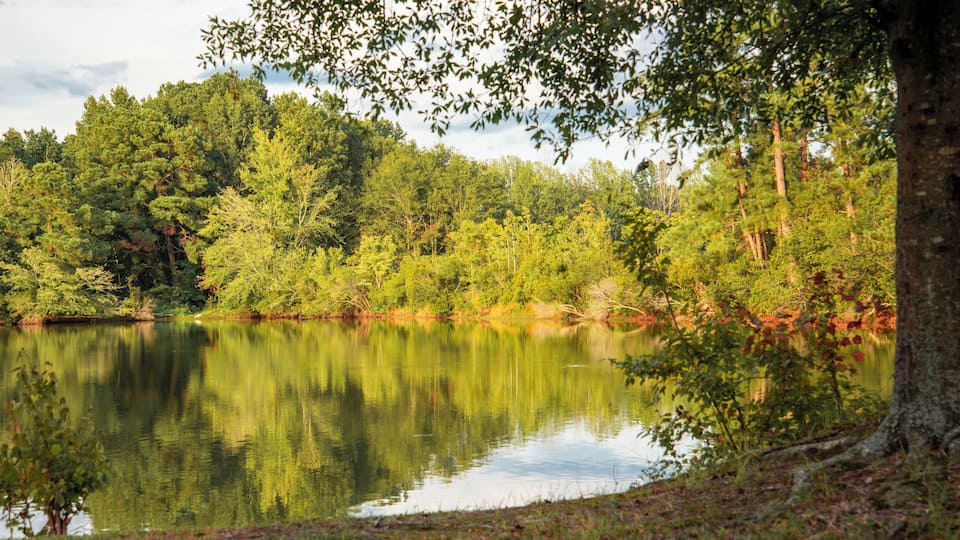 A calm lake surrounded by dense trees and a grassy shoreline.