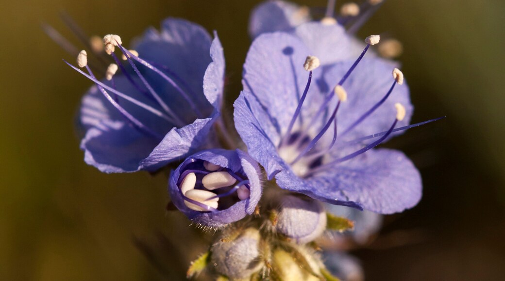 Anza-Borrego Desert State Park Visitor Center