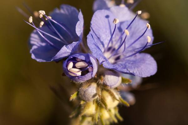 USA, California, Anza-Borrego Desert State Park. Wild heliotrope (phacelia phacelia distans) opening to the sun at the Visitor Center