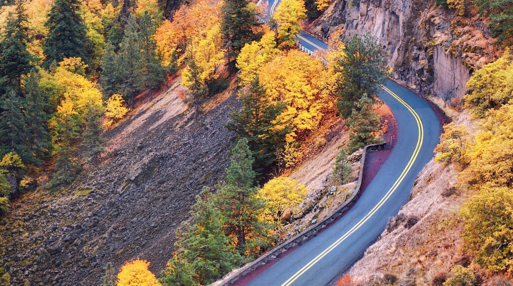 Hello November #trovember #hiking #pnw #colorful #nature