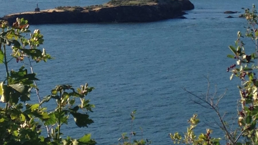 On our way back to Oregon we stopped at a rest area in the Gorge on the Oregon side so what you see is Washington state and #green