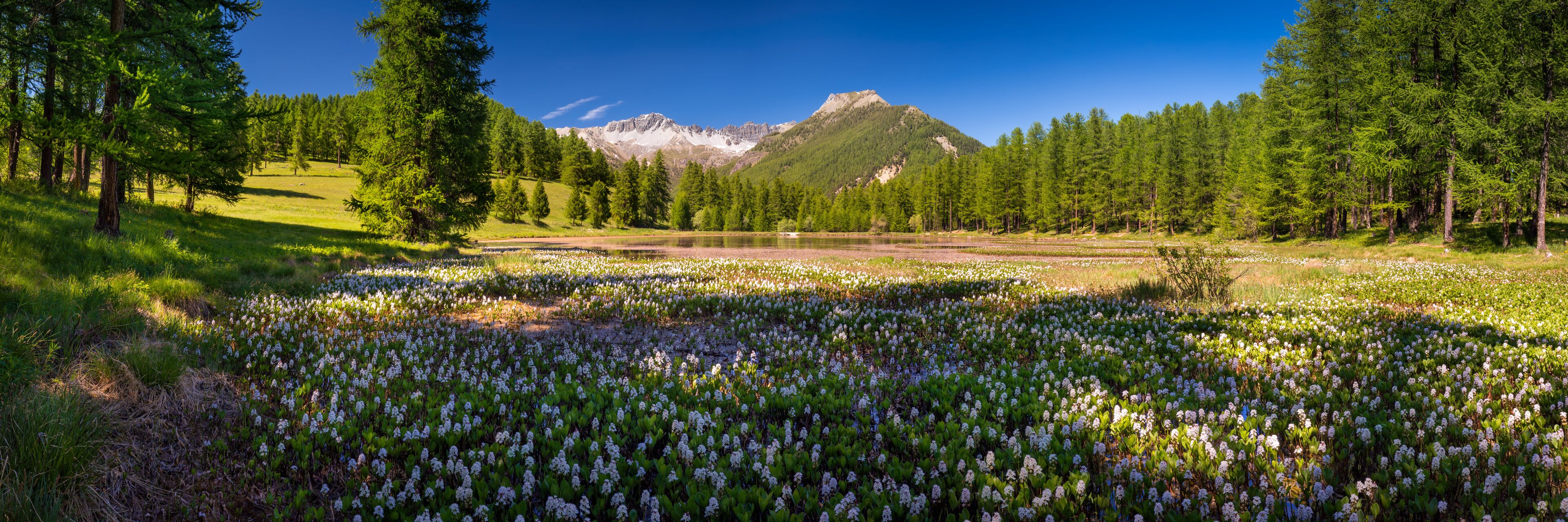 A meadow with white flowers, surrounded by pine trees and mountains in the background.