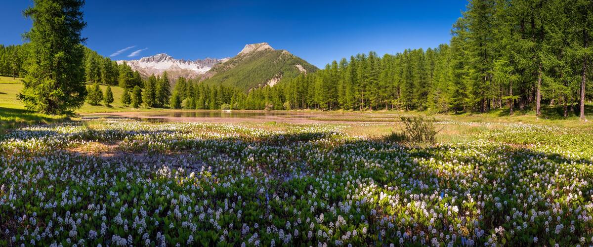 A meadow with white flowers, surrounded by pine trees and mountains in the background.