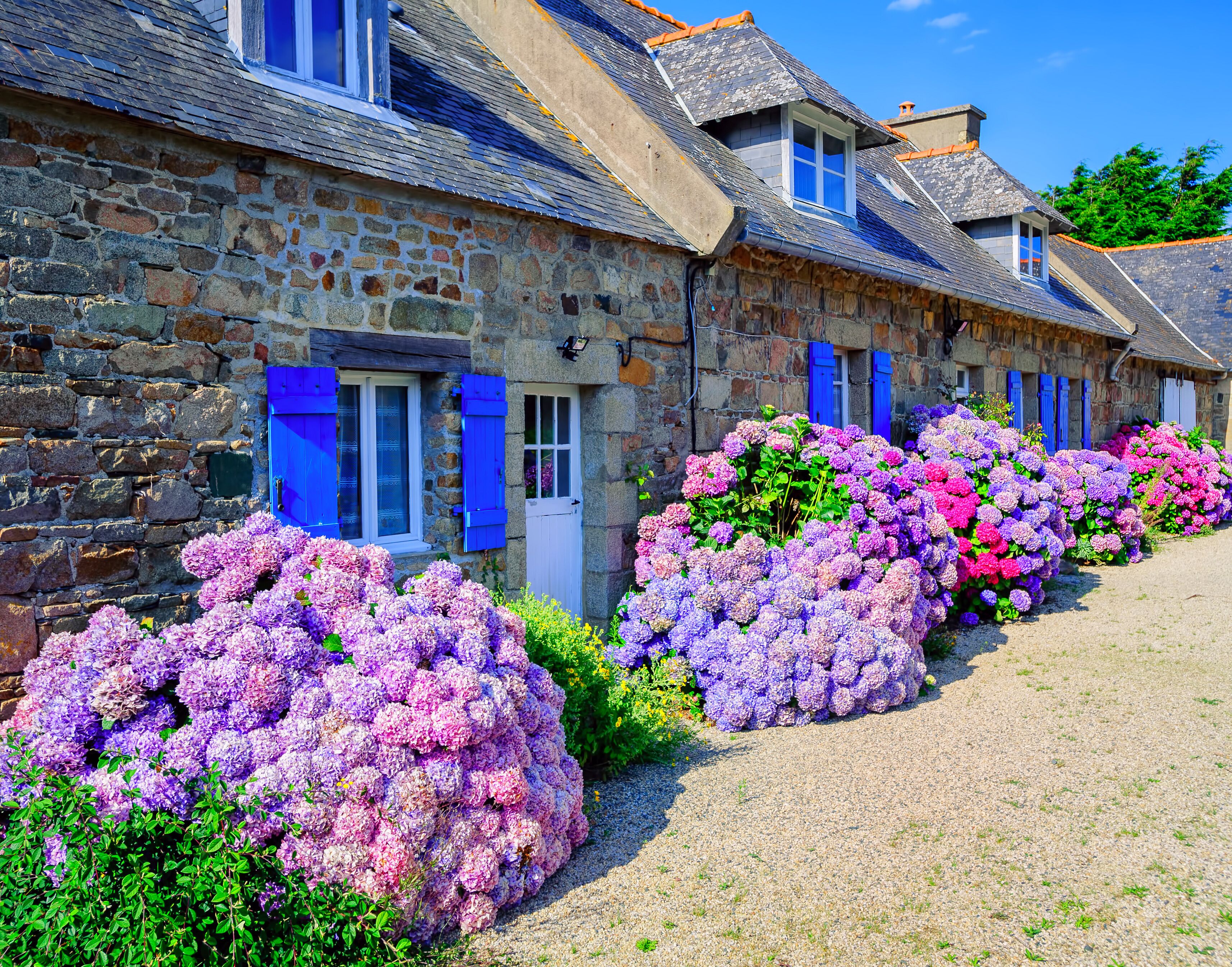 A row of stone houses with blue shutters and hydrangea bushes in front.