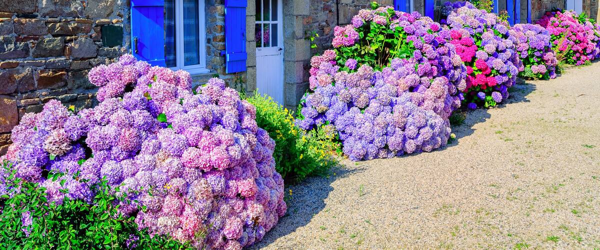 A row of stone houses with blue shutters and hydrangea bushes in front.
