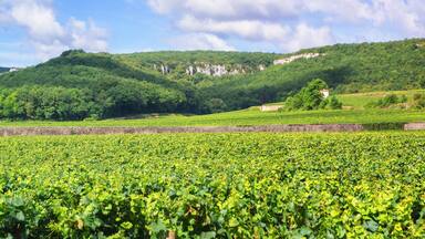 Vineyards of Burgundy