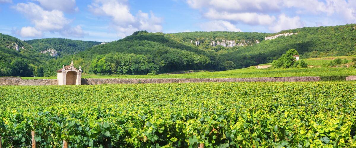 A vineyard with rows of grapevines, a stone wall, and a small building in the background.
