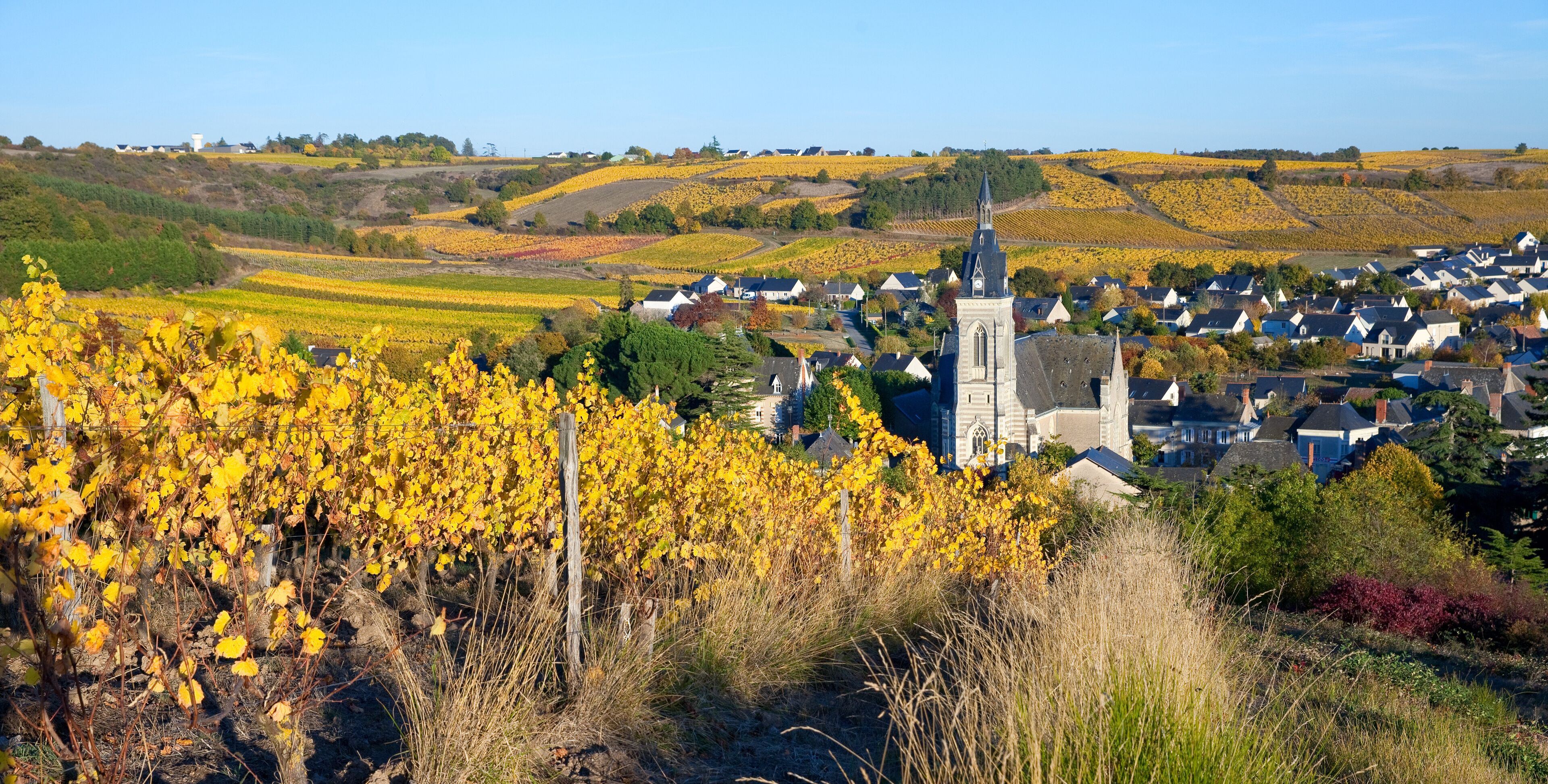 Les vigne à Saint Aubin de Luigné