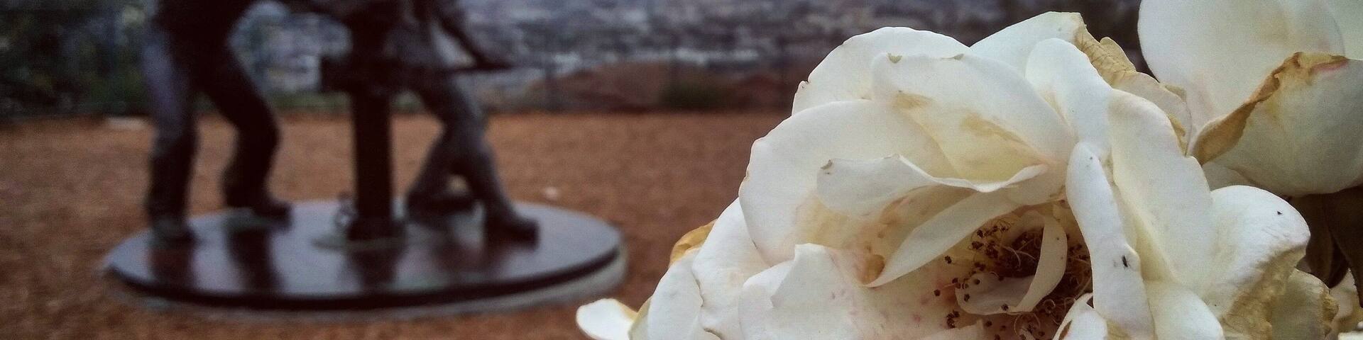 Una rosa blanca en primer plano, con un fondo borroso de un paisaje urbano y una estatua de dos figuras.