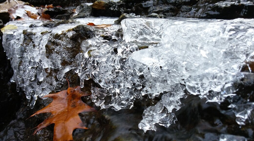The water of Indian Run slow to a trickle and then become frozen in time as temperatures drop. Indian Run Falls Park is a hidden oasis tucked in a forested gorge behind a fairly heavily developed retail corridor. The trail offers several overlooks and a bridge crossing the falls on the western end. The amount of water moving through the falls and the type of flowers/fungi/foliage change seasonally providing a constantly evolving escape from the sometimes monotonous vistas of suburban sprawl.
#localgem